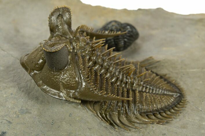 Amazing Tower Eyed Erbenochile Trilobite - Morocco #344571